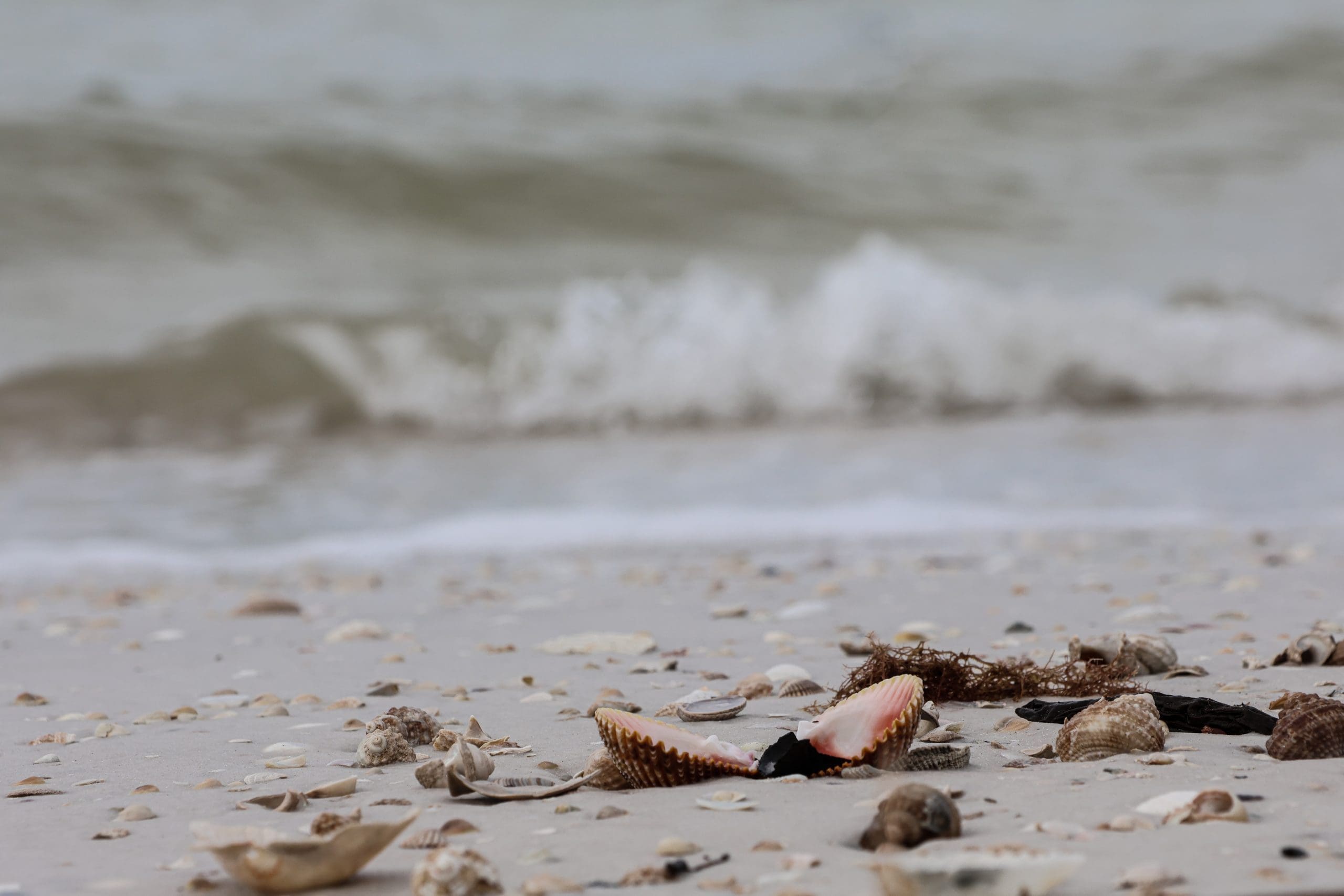 Shells of Honeymoon Island The pristine sands and shells of Honeymoon Island provide a beautiful picture of a Florida Beach