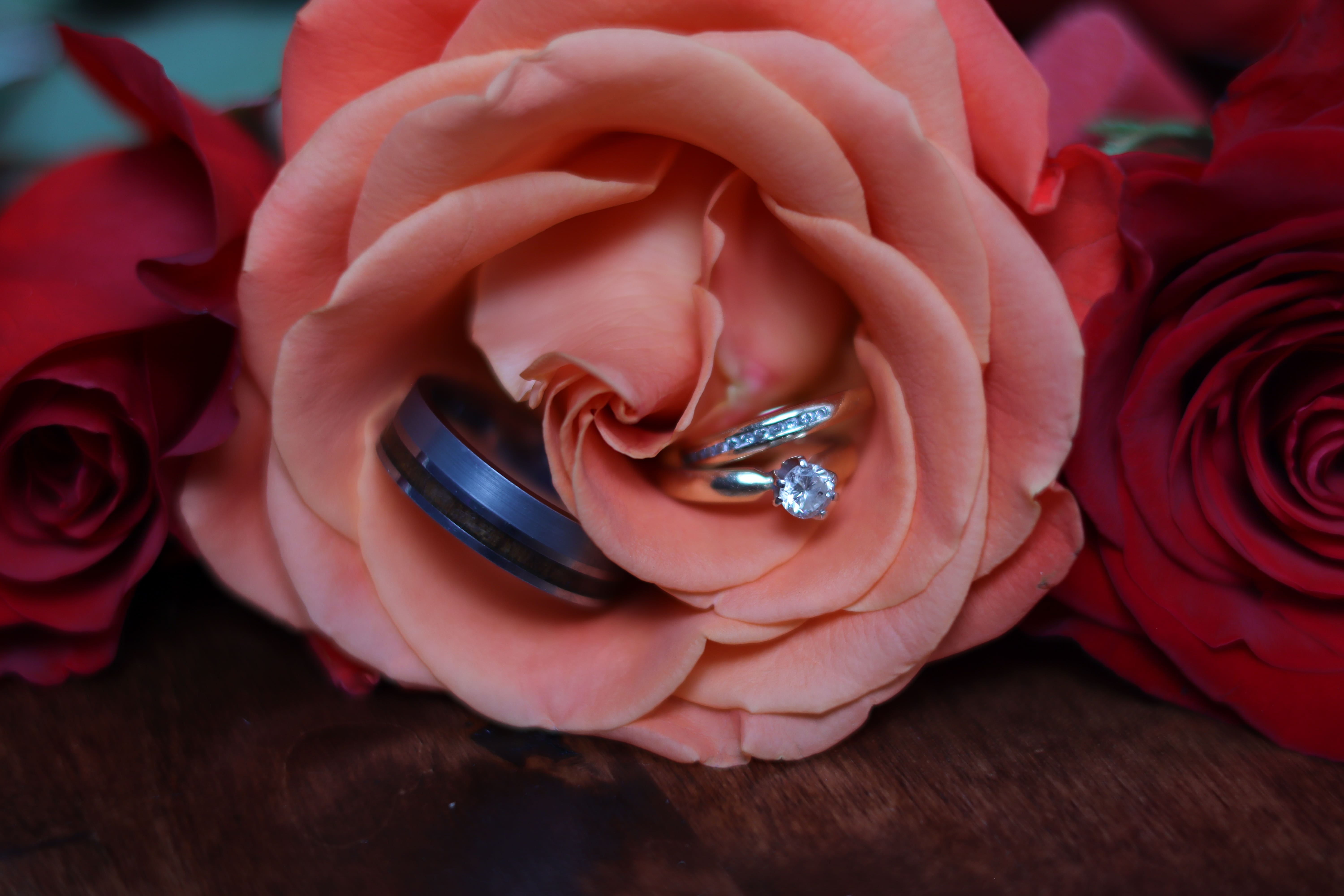 His and hers rings displayed inside the folds of a delicate roses petals.