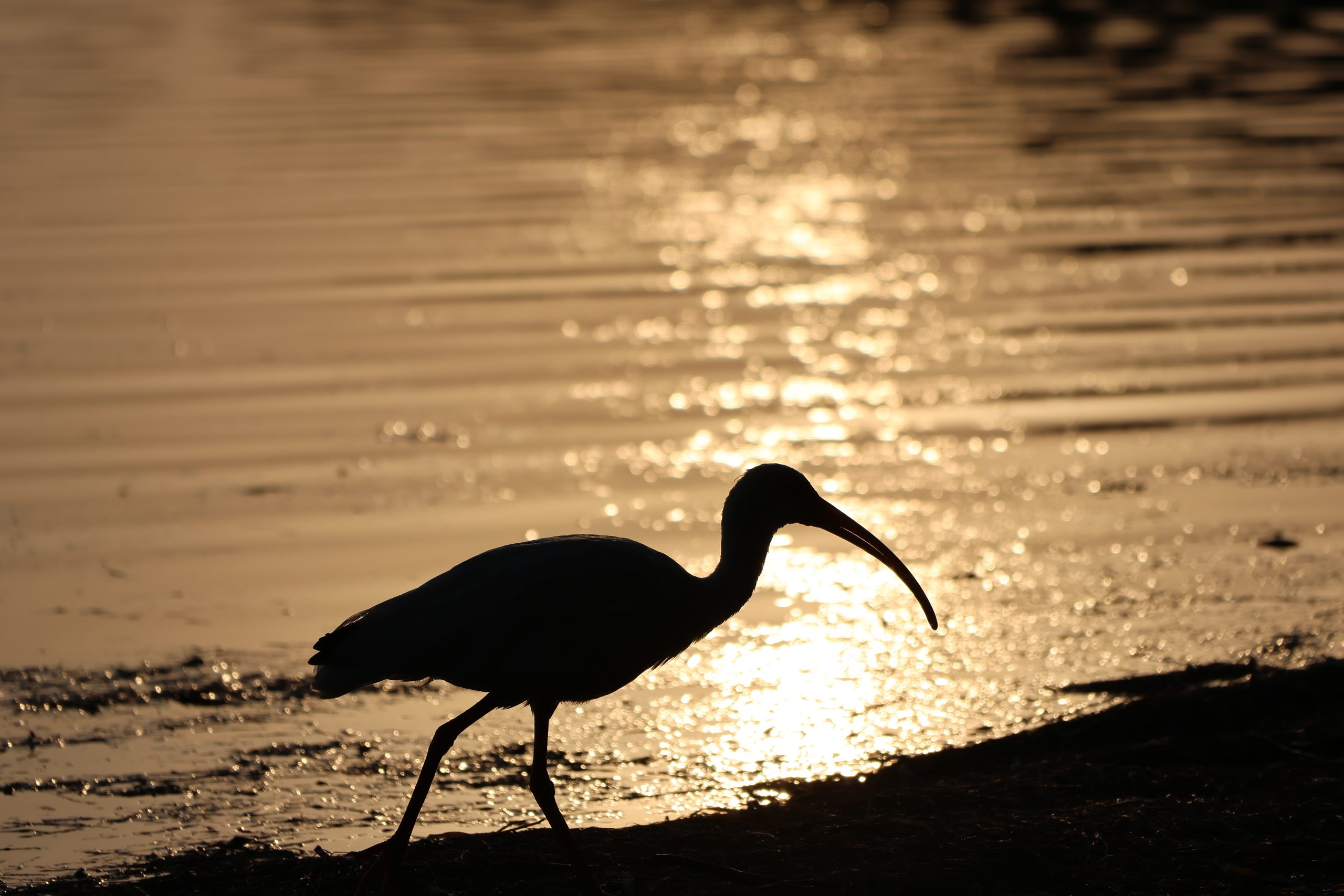A bird walks along a sunlit shore in Tarpon Springs Florida.