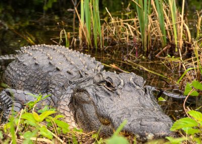 A Florida Alligator rests in the shallows of the Everglades.